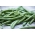 Yeşil Fransızca fasulye "Jagusia" - bordo kırmızısı tohumlar - Phaseolus vulgaris L.
