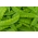 雪豌豆“Carouby” - 整个豆荚可食用 - Pisum sativum - 種子