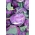Kohlrabi "Blankyt" - ungu, varietas yang sangat kokoh - 260 biji - Brassica oleracea var. Gongylodes L.
