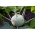 קולורבי "בוהמיה F1" - לבן, מגוון עדין לטיפוח האביב והסתיו - 130 זרעים - Brassica oleracea var. Gongylodes L.