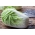 Напа купус "Форцо Ф1" - рана сорта за целогодишње гајење - 215 семена - Brassica pekinensis Rupr.