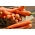 गाजर "Cidera" - नेंटस-प्रकार गाजर के संरक्षण के लिए इरादा - 2550 बीज - 