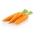 Wortelen - Chantenay - Katrin - 2550 zaden - Daucus carota