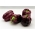 الفلفل "إنغريد" - مجموعة متنوعة البني الداكن إنتاج الفاكهة الكبيرة - Capsicum L. - ابذرة