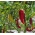 Lada "Monanta" - pelbagai panjang, tajam, merah, kuning-merah atau kuning untuk penanaman ladang dan terowong - Capsicum L. - benih