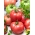 Tomate - Aurora Torunska - 200 graines - Lycopersicon esculentum Mill