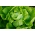 Hlávkový salát "Atena" - pro skleníkové pěstování - 900 semen - Lactuca sativa L. var. Capitata - semena