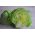 Ledena salata "Doree de Printemps" - hrskava, velike glave - 400 sjemenki - Lactuca sativa L.  - sjemenke