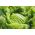 خس ايسبرغ "كاميلوت" - تشكيلة كبيرة ومتأخرة من نوع باتافيا - 450 بذرة - Lactuca sativa L.  - ابذرة