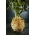 Celleriac "Dolvi"- 흰색, 크림색, 부드러운 육체가있는 큰 뿌리; 루트 치노리 - 900 종 - Apium graveolens - 씨앗
