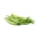 Biji Perancis hijau "Delfina" - untuk pembekuan dan pemeliharaan - Phaseolus vulgaris L. - benih