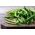Kacang hijau Prancis "Finezja" - sangat tahan terhadap penyakit - Phaseolus vulgaris L. - biji