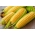 Цукровий кукурудза "Смачний солодкий F1" - ранній, надзвичайно солодкий сорт - 30 насінин - Zea mays convar. saccharata var. Rugosa - насіння