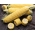 תירס סוכר "אמוניה" - מגוון מוקדם בינוני המיועד לצריכה ישירה ושמירה - Zea mays convar. saccharata var. Rugosa - זרעים
