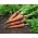 Carrot "Askona F1" - late, smooth variety that does not break - 4250 seeds