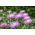 Sweetsultan - çeşitli karışım - 220 tohum - Centaurea moschata - tohumlar