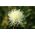 Sweetsultan - blandingsblanding - 220 frø - Centaurea moschata