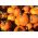 Abóbora Decorativa - Halloween - 15 sementes - Cucurbita pepo