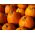 Ukrasna tikvica "Halloween" - najbolje za kiparstvo - 15 sjemenki - Cucurbita pepo - sjemenke