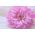 Rózsaszín krizantém-virágos aster "Beryl" - 250 mag - Callistephus chinensis - magok