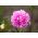 Ružičasta krizantema-cvjetna aster "Beryl" - 250 sjemenki - Callistephus chinensis - sjemenke