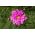 Cosmos, Schmuckkörbchen 'Rose Bonbon' - rosa; doppelte Blüten