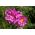 Garden cosmos "Rose Bonbon" - varietas merah muda; Aster Meksiko - 75 biji - Cosmos bipinnatus