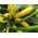 Calabacín - Orelia F1 - 16 semillas - Cucurbita pepo