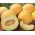 Kantalupa "Masala" - jedna od najukusnijih sorti dostupnih na tržištu - 10 sjemenki - Cucumis melo L. - sjemenke