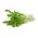 Japonska solata "Frizzy Joe" - Brassica rapa var. japonica - semena