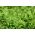 Японска салата "Frizzy Joe" - Brassica rapa var. japonica - семена