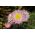 Hrskav vječni; Immortelle, australski vječni, mangles vječni - Helipterum roseum - sjemenke