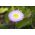Crujiente eterna; Immortelle, eterna australiana, mangles eterna - Helipterum roseum - semillas
