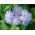 Hoa flossa trắng xanh; bluemink, blueweed, âm hộ chân, cọ sơn Mexico - 1440 hạt - Ageratum houstonianum
