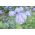 ดอกไม้สีขาว - น้ำเงิน bluemink, blueweed, เท้าหี, พู่กันเม็กซิกัน - 1,400 เมล็ด - 1440 เมล็ด - Ageratum houstonianum