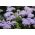 flossflower الأبيض والأزرق. bluemink، blueweed، pussy foot، فرشاة التلوين المكسيكية - 1440 بذور - Ageratum houstonianum - ابذرة