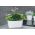 "सहारा पेटिट" एक ट्रे के साथ लंबे पौधे के बर्तन - 27 x 13 सेमी - सफेद - 
