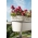 Мрежеста балконна кутия "Rosa" с финиш в цвят дантела - 50 см - светло бежово - 