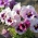Kebun bunga besar "Tutti Frutti" - campuran pelbagai - 240 biji - Viola x wittrockiana  - benih