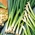 בצל חורף "קרול" - עוף ירוק, עסיסי ומכרז - 125 זרעים - Allium fistulosum 