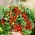 番茄“Bajaja” - 低生长，樱桃类型，具有阳台种植的尾随习惯 - Lycopersicon esculentum Mill  - 種子