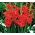 Гладиолус Атом - 5 жаруља - Gladiolus