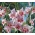 Gladiolus Elvira - 5 květinové cibule