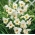 Gladiolsläktet Halley - paket med 5 stycken - Gladiolus