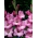 Gladiolus Isla Margarita - paquete de 5 piezas