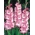 Gladiolus, Gladiole, Schwertblume Cheops - 5 Zwiebeln