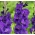 Gladiolus Purple Flora - 5 bulbs