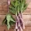 Celtuce "Purpurat"; daun salad, salad asparagus, selada selada, salad Cina - Lactuca sativa var. angustana  - benih