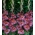 Gladiolsläktet Vesuvio - paket med 5 stycken - Gladiolus
