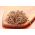 돋아있는 씨앗 - 비타민 -C 풍부 콩나물 - 8 조각 세트 + 3 접시가있는 새싹 - 
